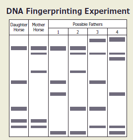 Dna Fingerprinting Chart