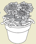 flower.png