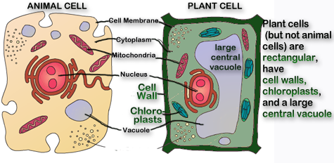 fungal cell vs animal cell