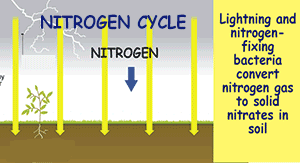 نتیجه تصویری برای ‪nitrogen cycle animation gif‬‏