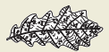 19b.png