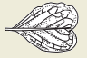 19c.png