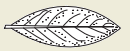 19d.png