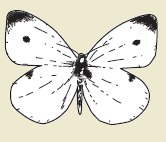 39d.png