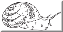 24a.png