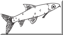 24b.png