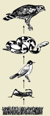 33.png
