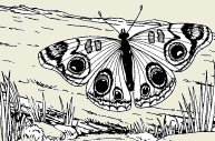 2003-34.png