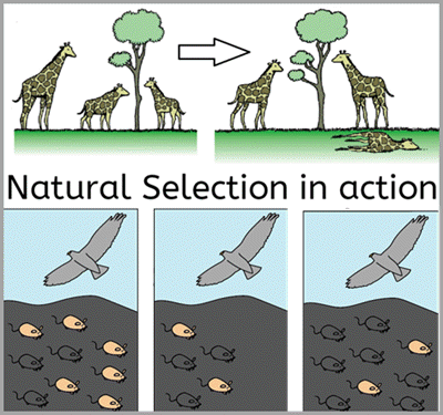 Natural selection definition