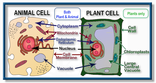 Cellular transport and the cell cycle worksheet